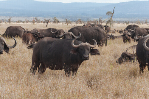 Afrikanska bufflar i sin naturliga miljö.