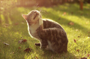 Causes of Atopy: An Exaggerated Immune Response