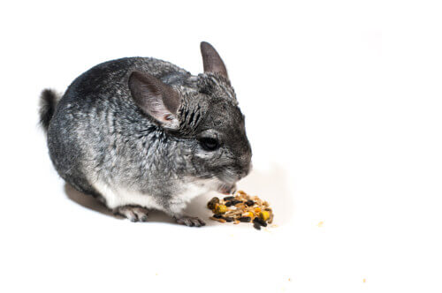 Chinchilla eating seeds.