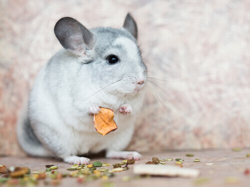 Caring for chinchillas diet.