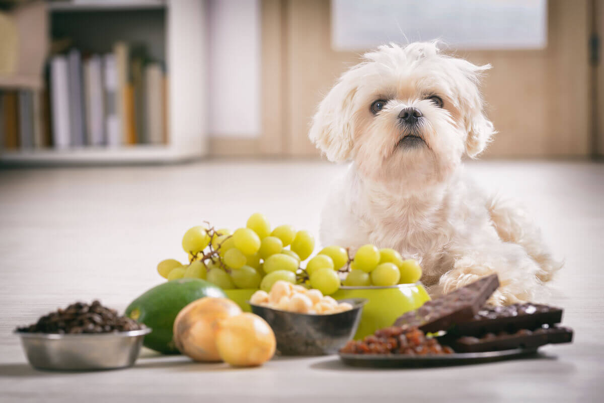 A small white dog lying in front of a variety of fruts, vegetables and grains.