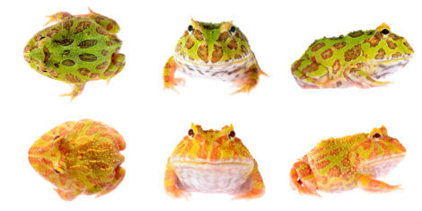 Different species of pacman frog.