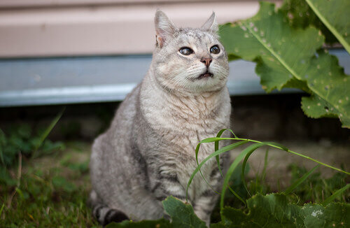 A gray cat sitting in the grass. 