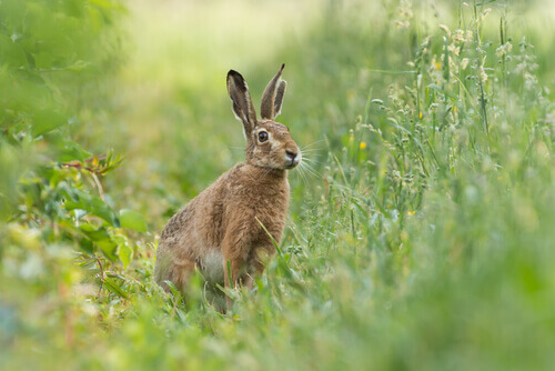 European hare eating grass.