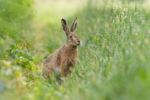 6 Species of Hare