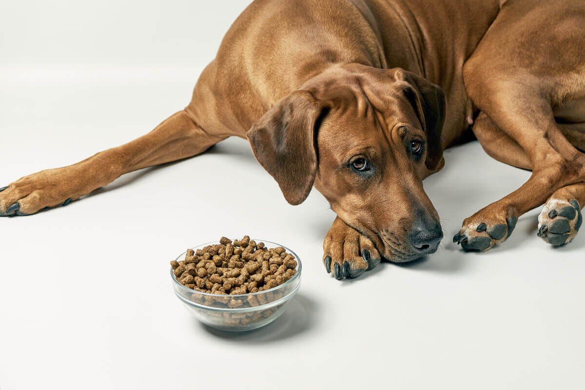 A brown dog lying next to a full bowl of food, looking sad.