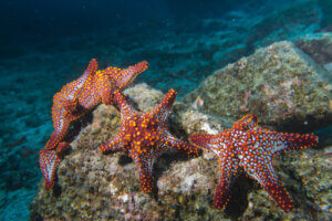 Characteristics and Habits of Sea Stars