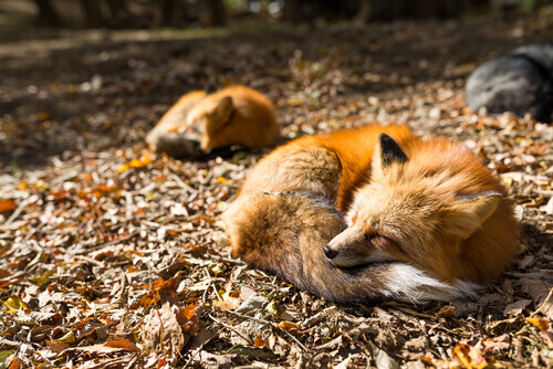 Spanish red foxes sleeping in the forest.