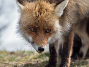 The Spanish Red Fox