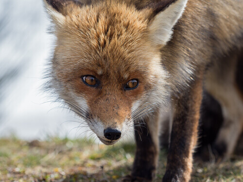 The Spanish Red Fox