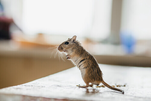 A mouse standing up.
