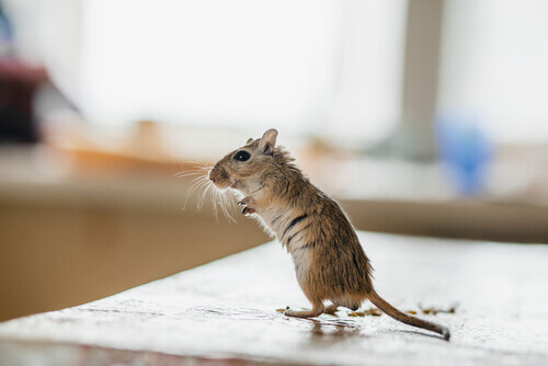 A mouse standing up.