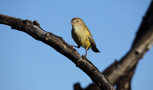A small bird on a branch.