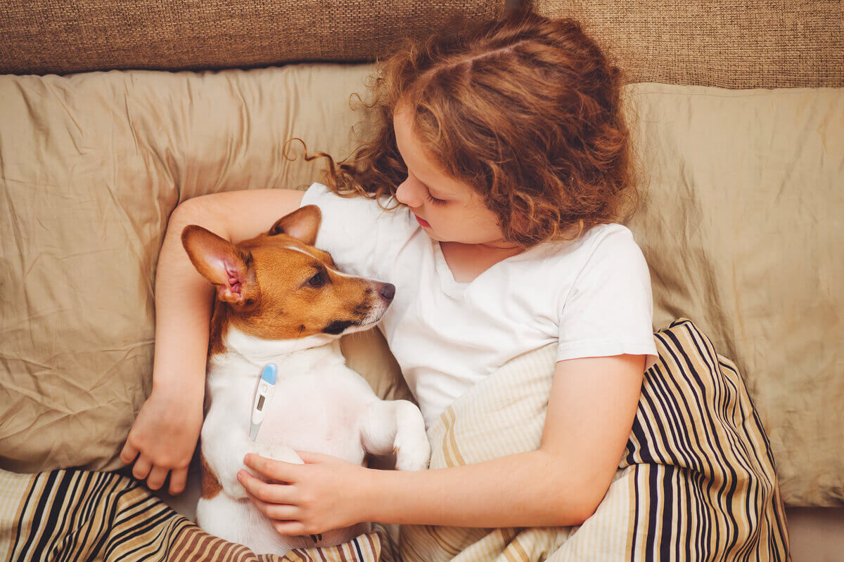 A young girl taking her dog's temperature with a digital thermometer.