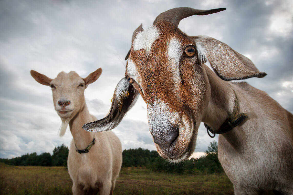 Two goats looking closely at the camera.