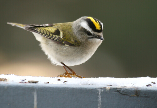 Small bird on ledge.