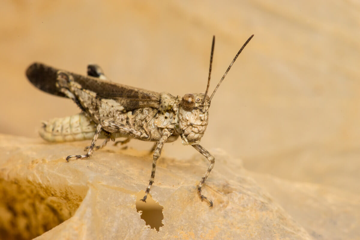 A brown grasshopper on a dry brown leaf.