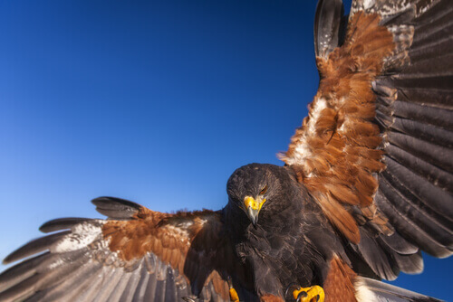 Harris's Hawk: The Wolves of the Air
