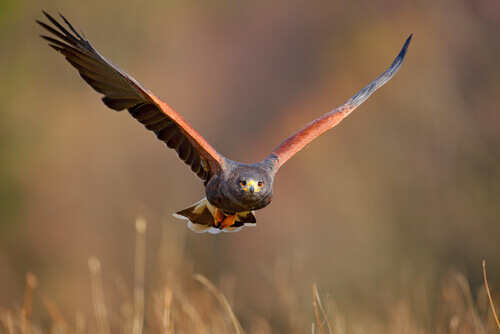 En kaktusvråk flåger.