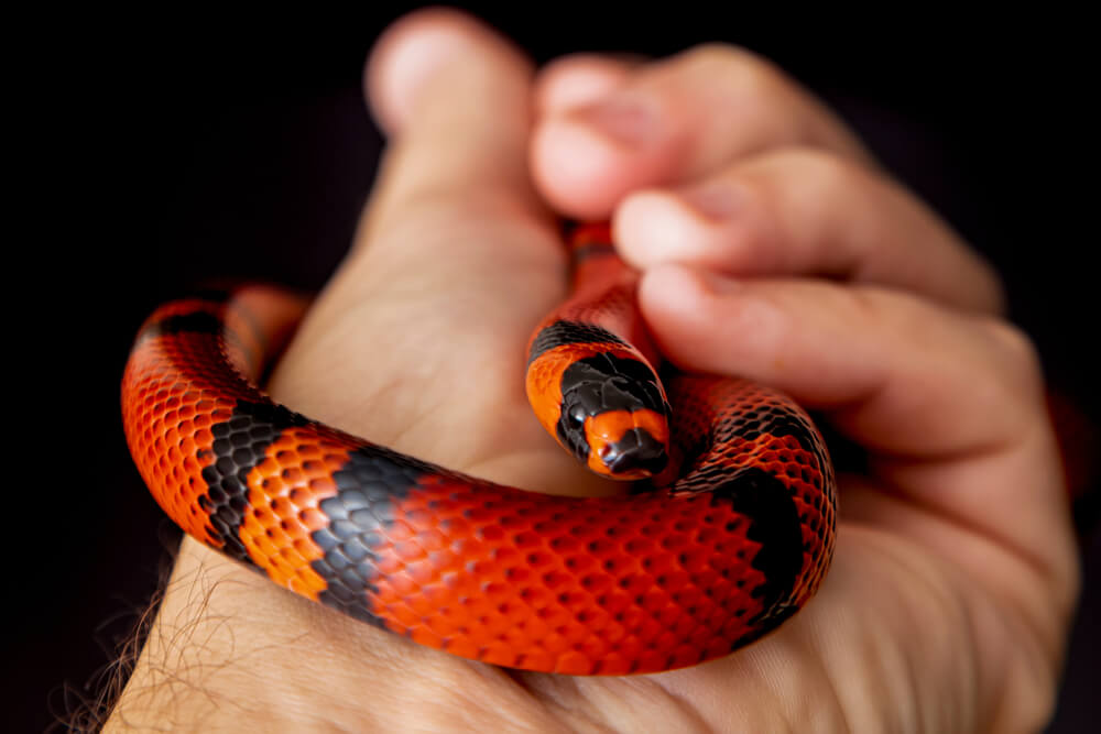 Discover the 6 Most Colorful Snakes - My Animals