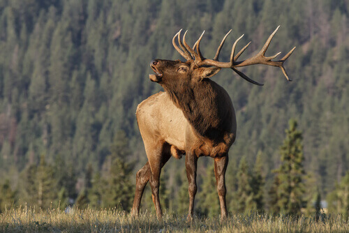 A moose in the foreground with pine trees and a mountain in the background.