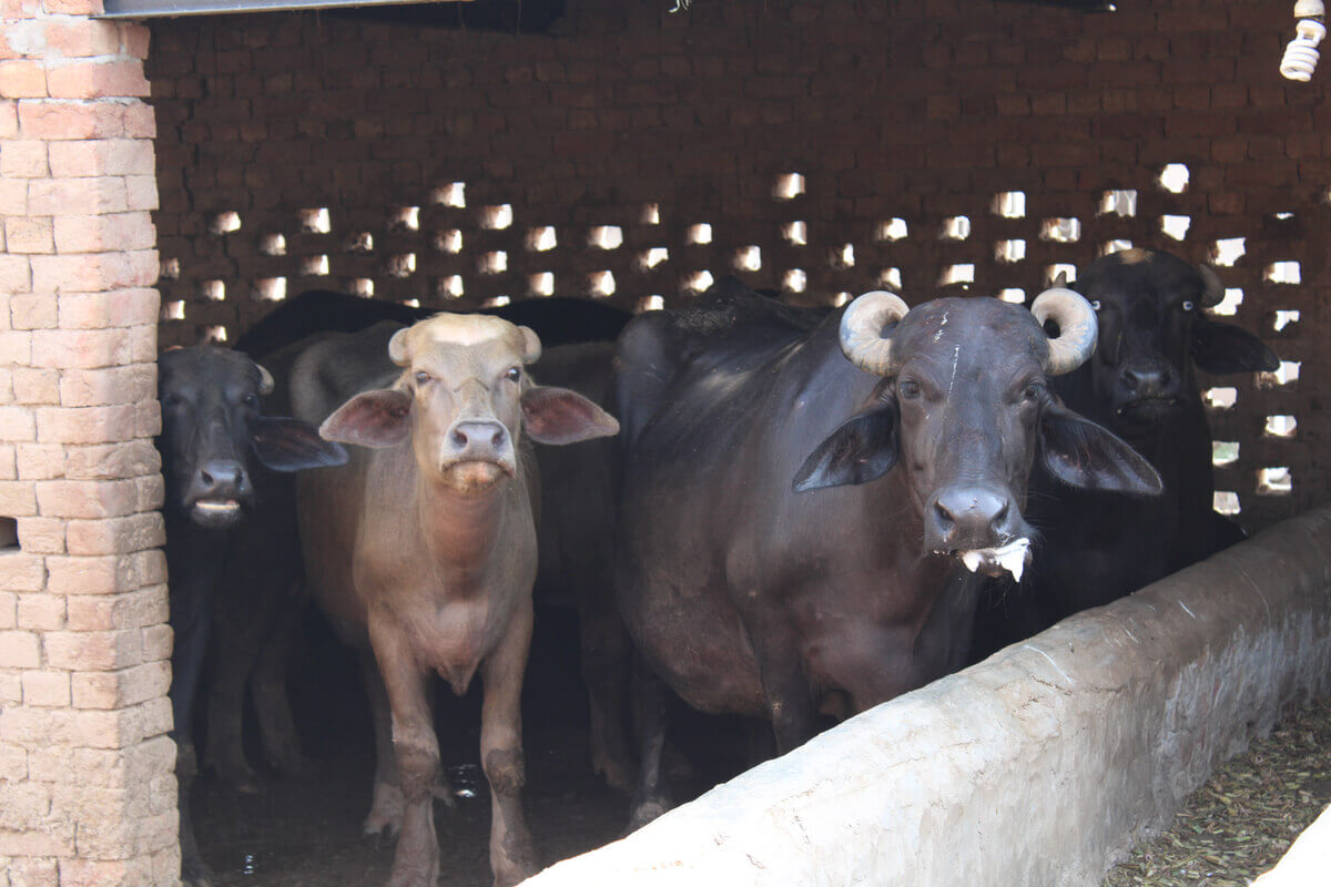 Buffalo in a manmade brick shelter.