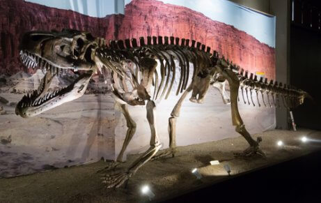 T-rex skeleton at the Paleantological Museum Egidio Fergulio