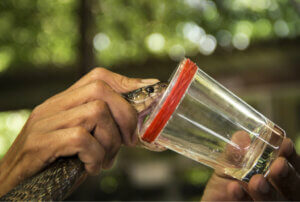 Discover the Power of Poisons as Medicines