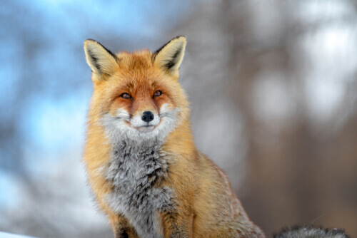 A red fox in the woods.