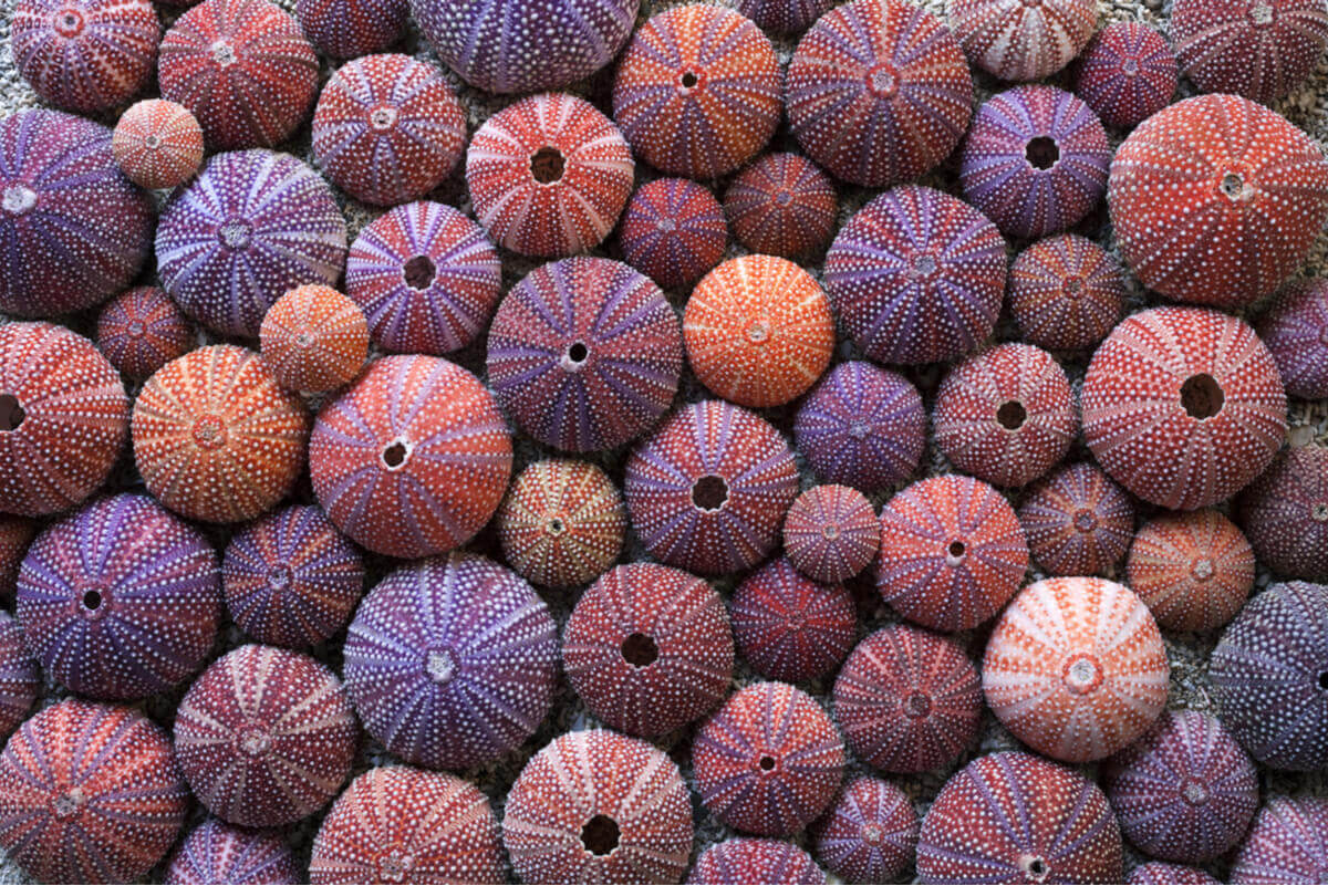 A large group of colorful sea urchins with red, purple, orange, and white stripes.