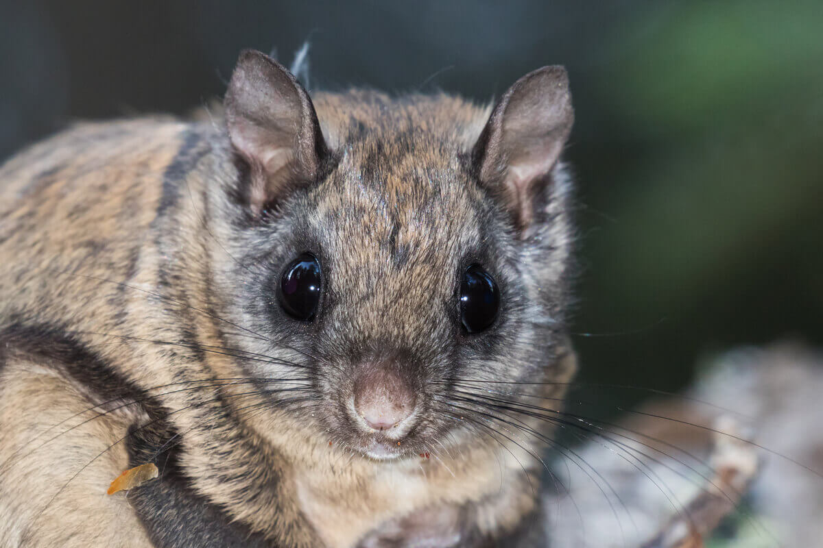 The face of a light brown and black flying squirrel.
