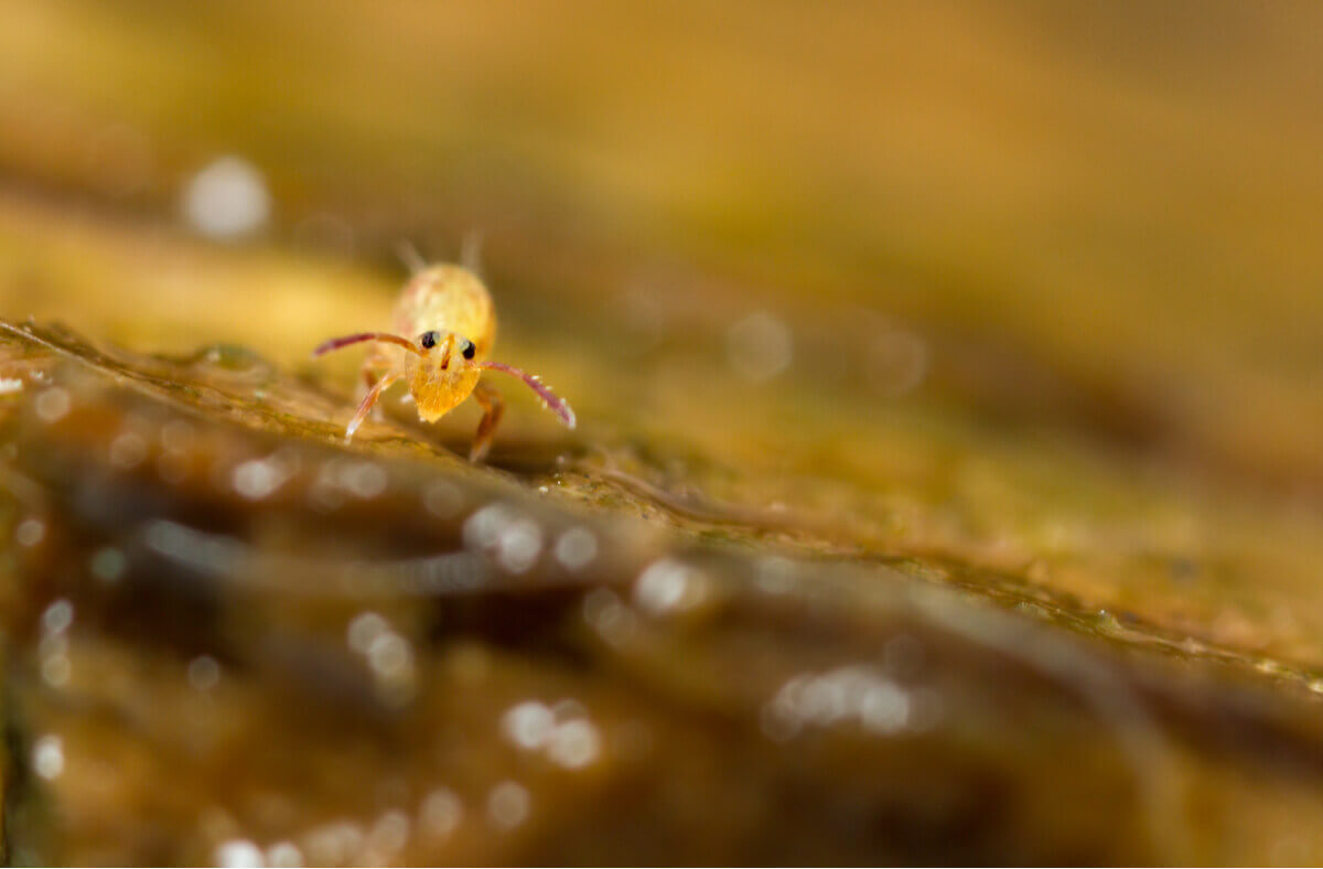 A tiny yellow springtail.