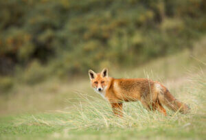 The Red Fox: All About this Species
