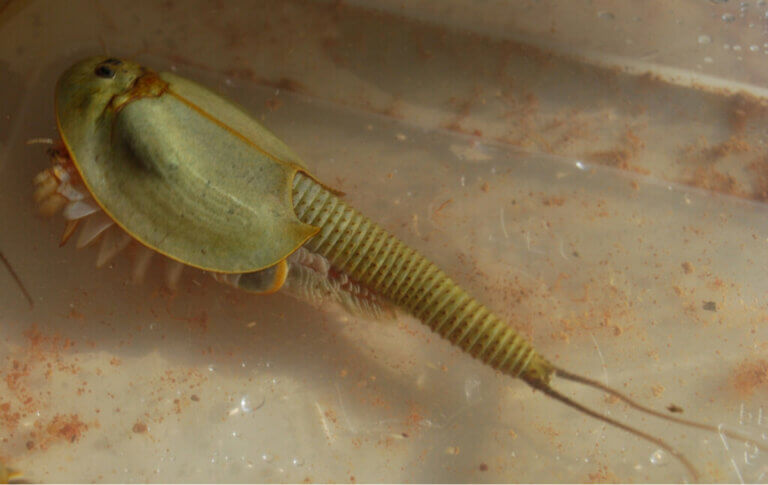 The Care of Triops and Keys for Their Development