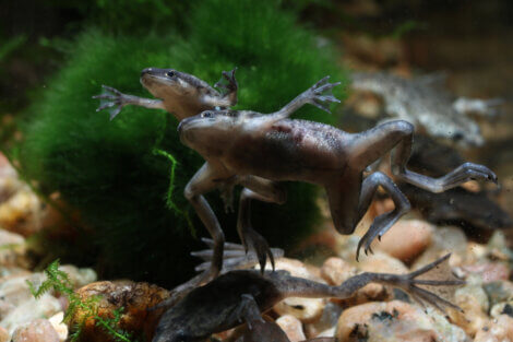 Two African dwarf frogs in an aquarium.