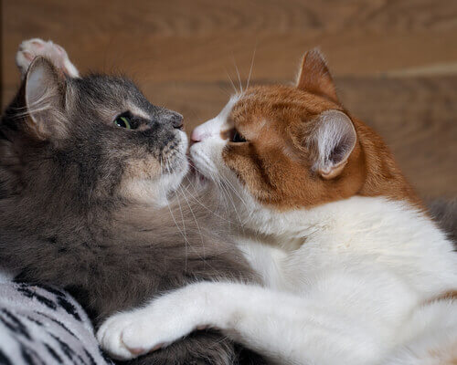 Two cats kissing.