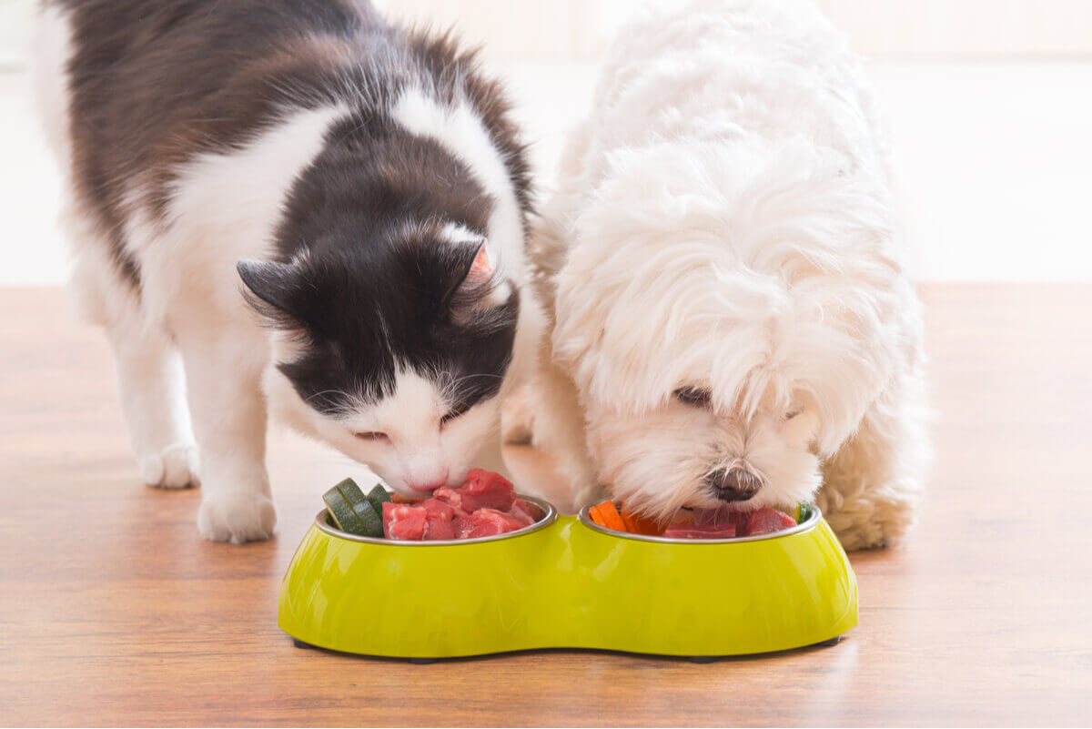 A cat and a small dog eating out side-by-side food bowls.