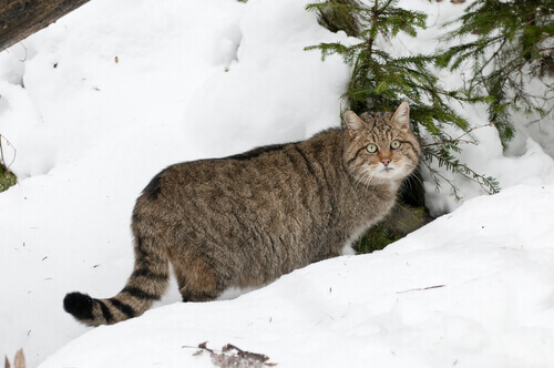 A wildcat in the snow.