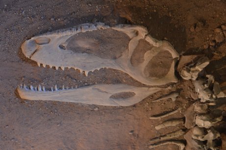 Dinosaur skeleton in sand at the Zigong Dinosaur Museum