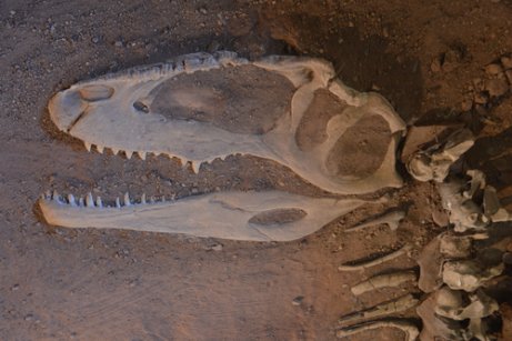 Dinosaur skeleton in sand at the Zigong Dinosaur Museum