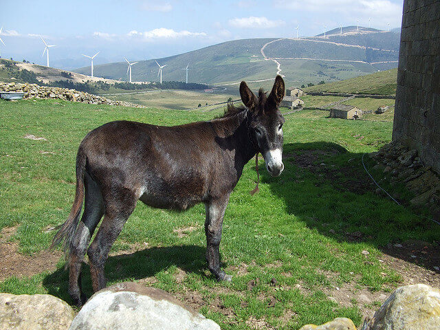 A donkey.