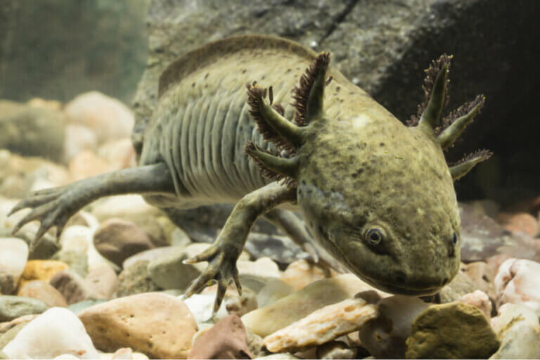 How Do You Cool the Water in the Axolotl's Tank?