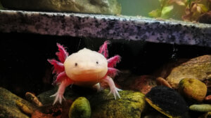 Tank of an axolotl.