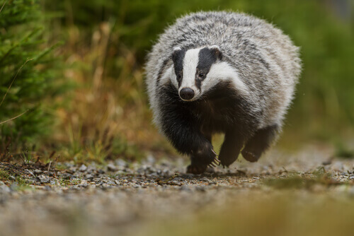 A badger running on a pebble path along a pine forest.