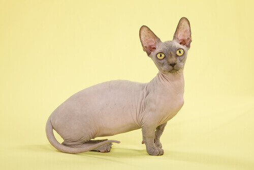A short-legged hairless cat with large ears.