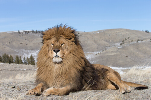 Lion: one of the largest feline species.