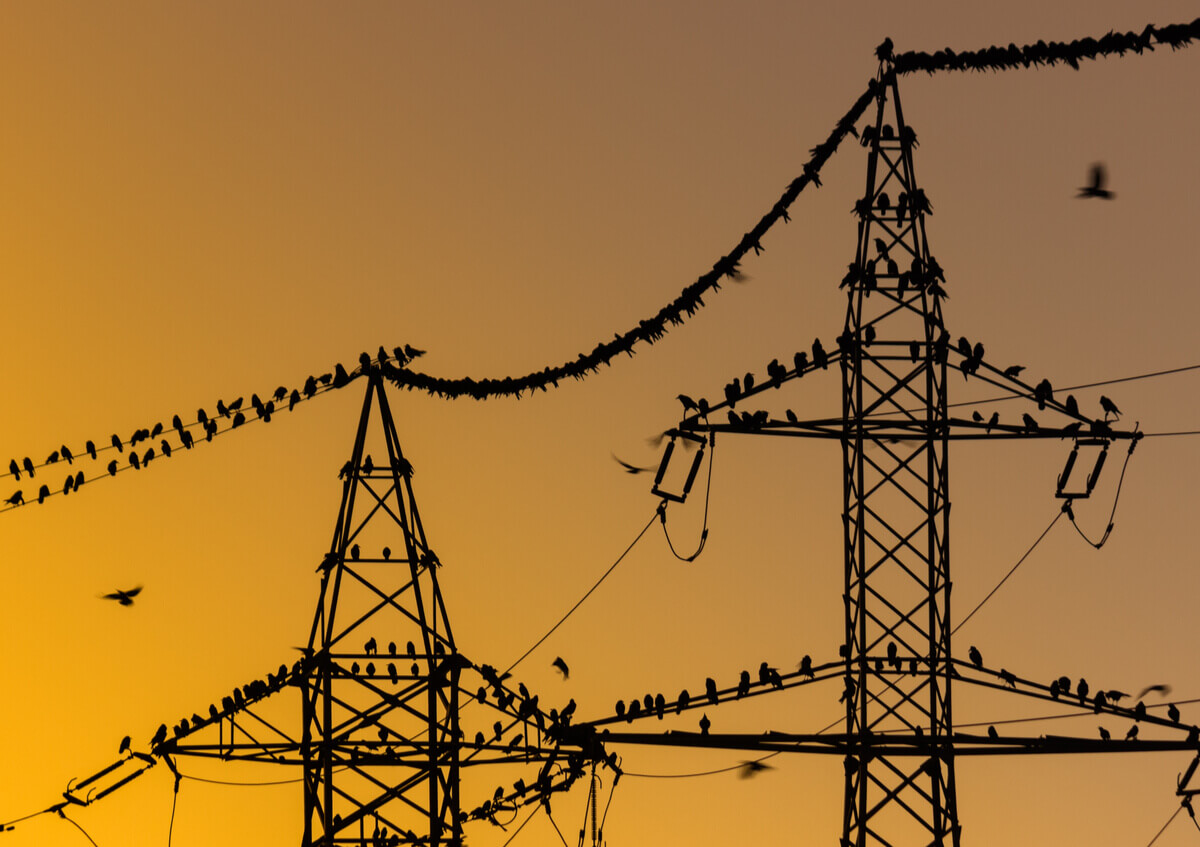 Bird colony in the city.