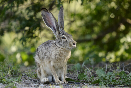 The black-tailed jackrabbit resting.