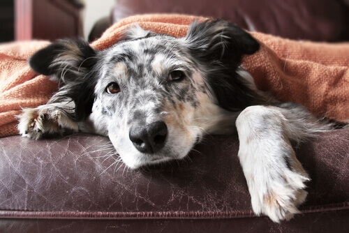 An old Border Collie under a blanket.