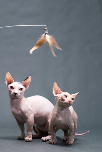 Bambino cats playing with a feather toy.